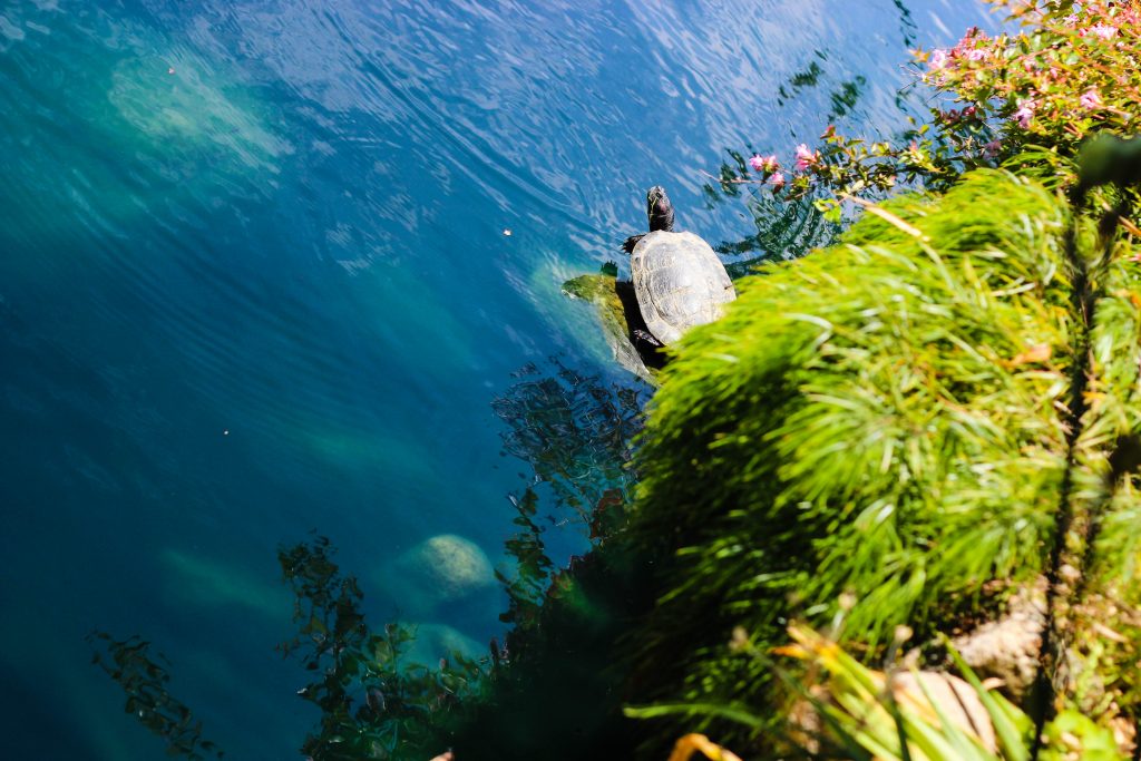 Turtle-lake-water-nature