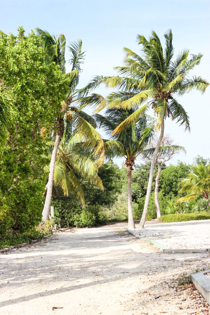 keywest-palmtree-beach