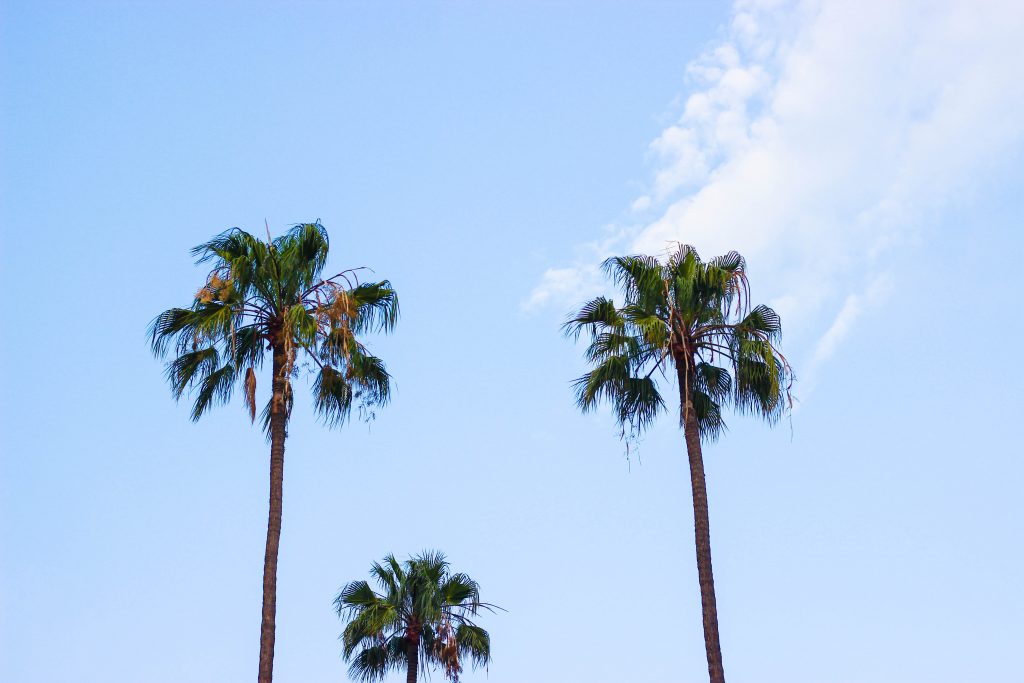 palmtree-sky-blue
